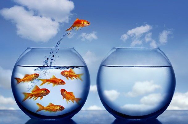 goldfish jumping out of the water